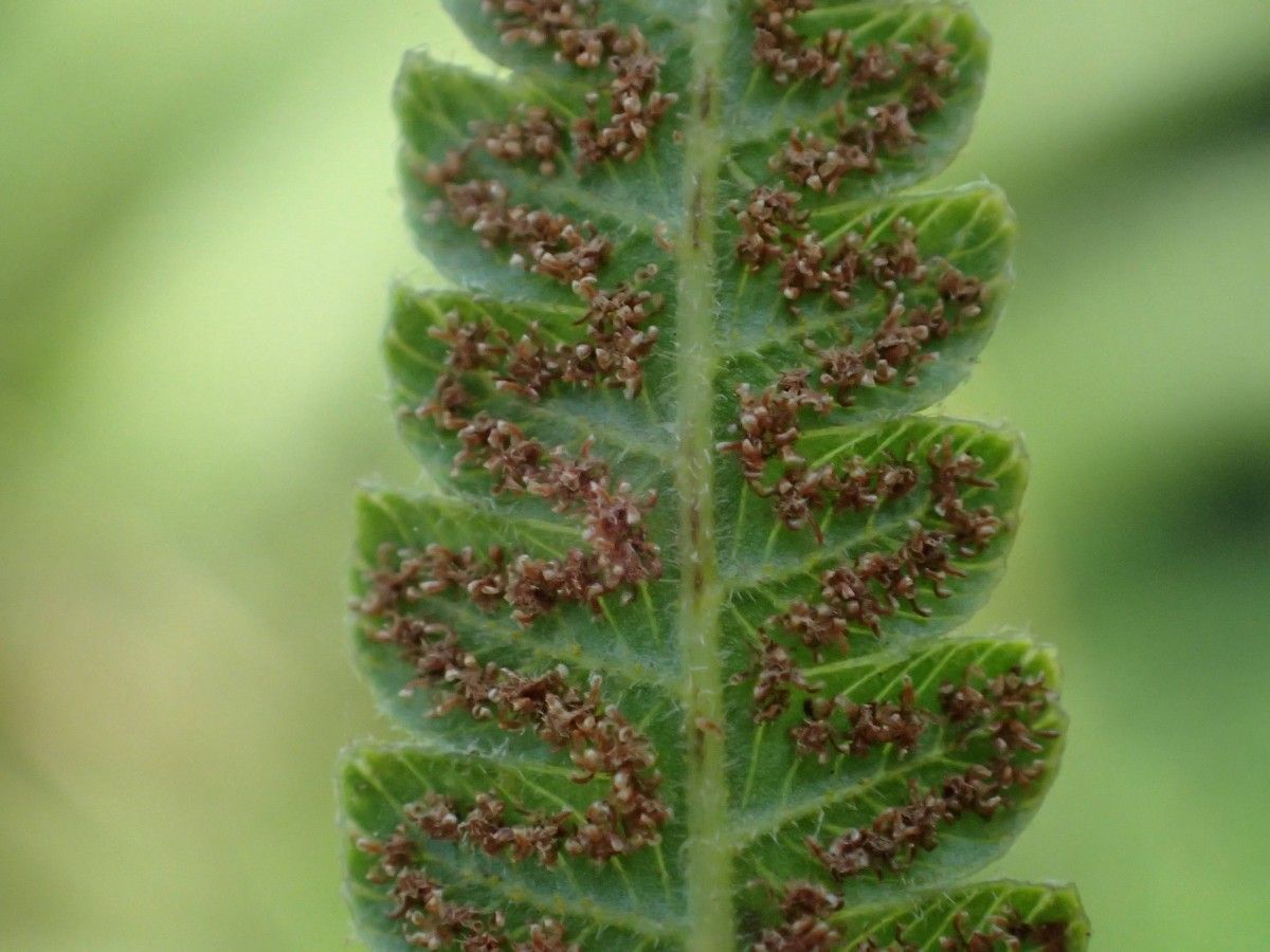 Thelypteris striata — search result for 'Thelypteris'