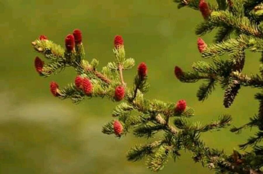 Picea engelmannii flower