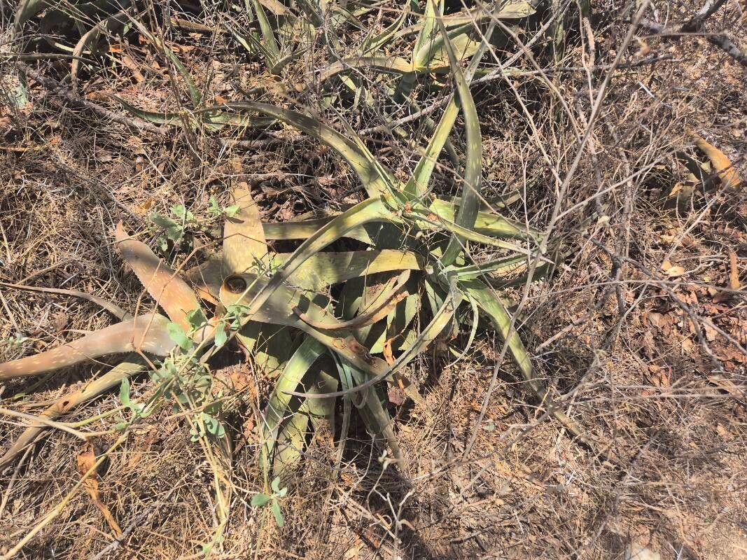 Aloe scabrifolia — houseplant care guide