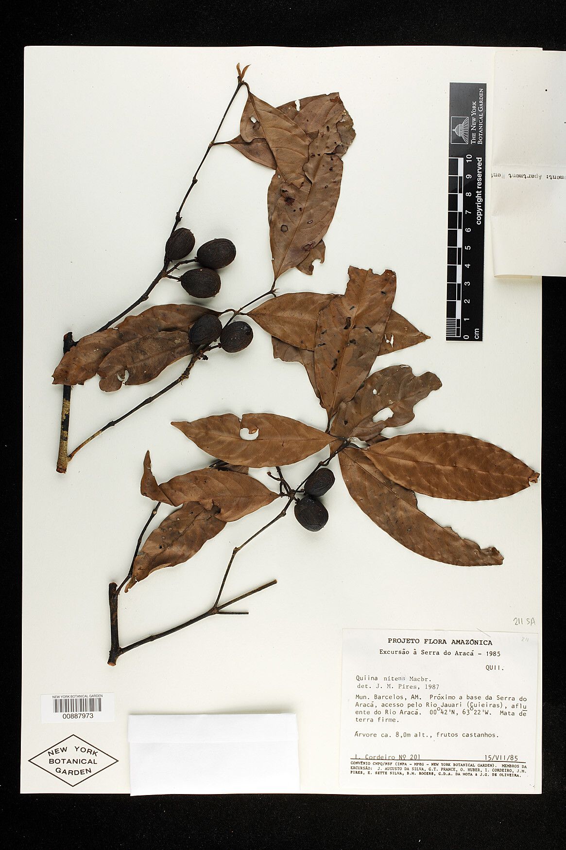 Quiina florida fruit