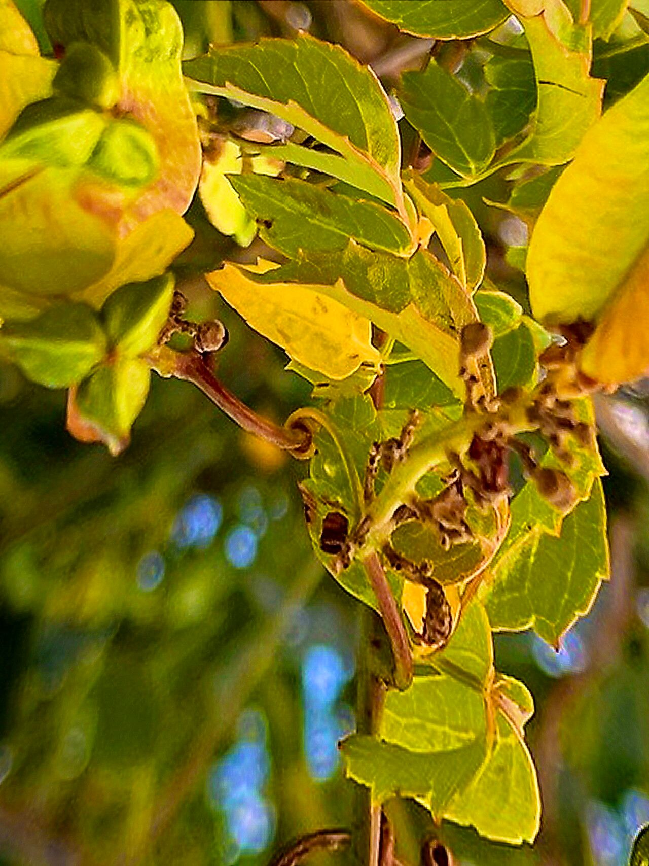 Serjania lucida flower
