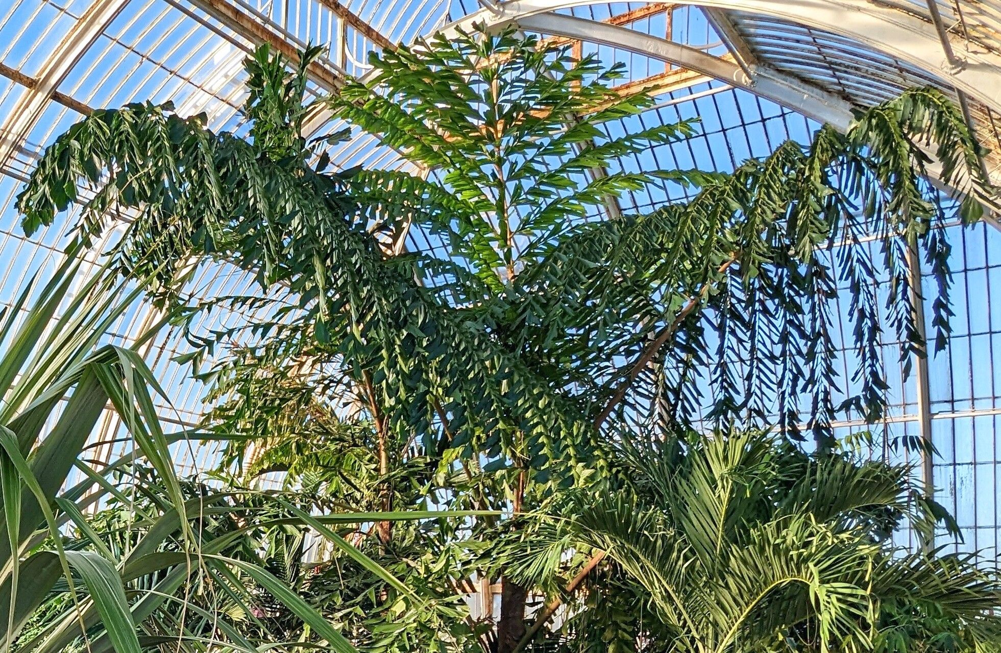 Caryota rumphiana habit