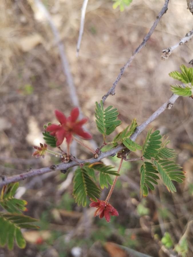 Calliandra eriophylla fruit