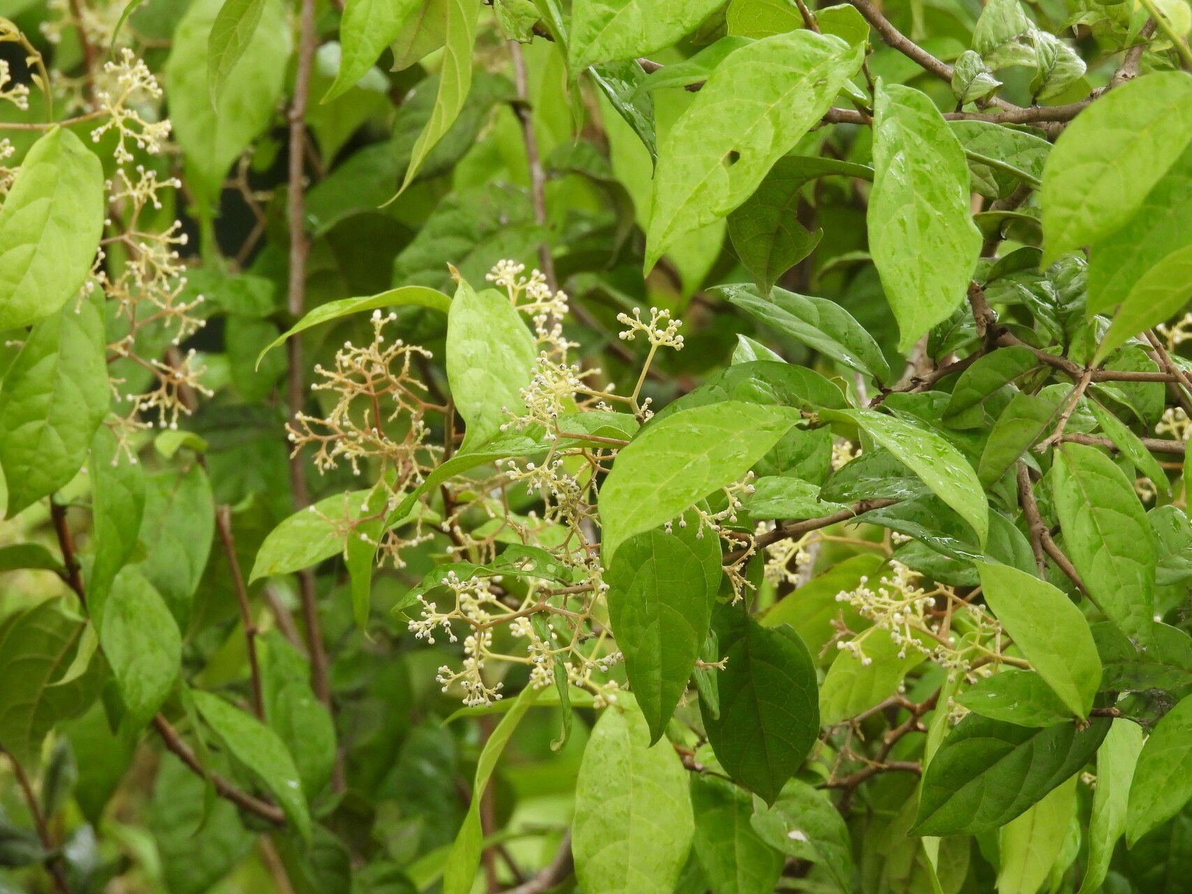 Dichapetalum pedunculatum flower
