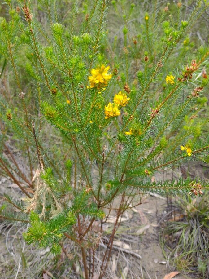 Phyllota phylicoides habit