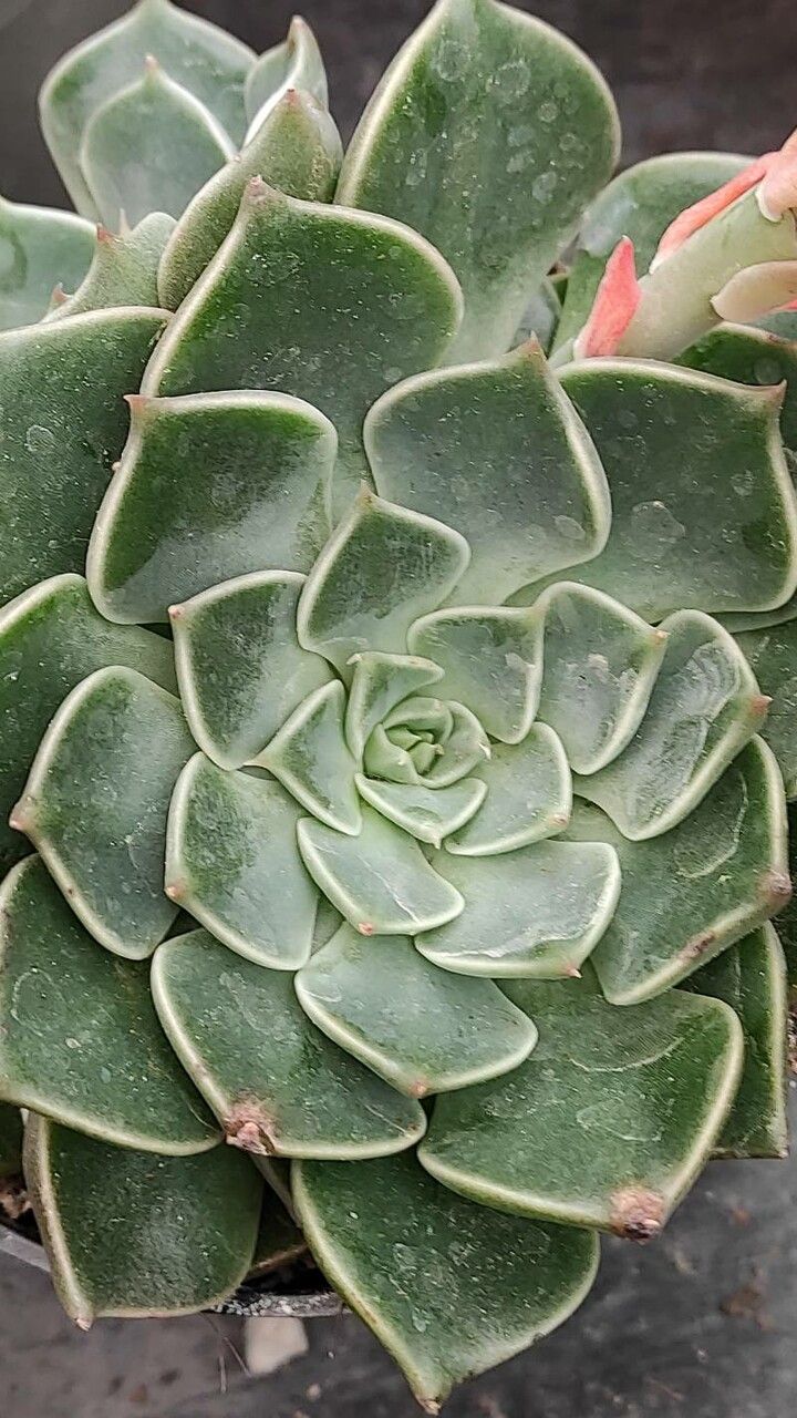 Graptopetalum bellum