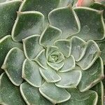 Graptopetalum bellum