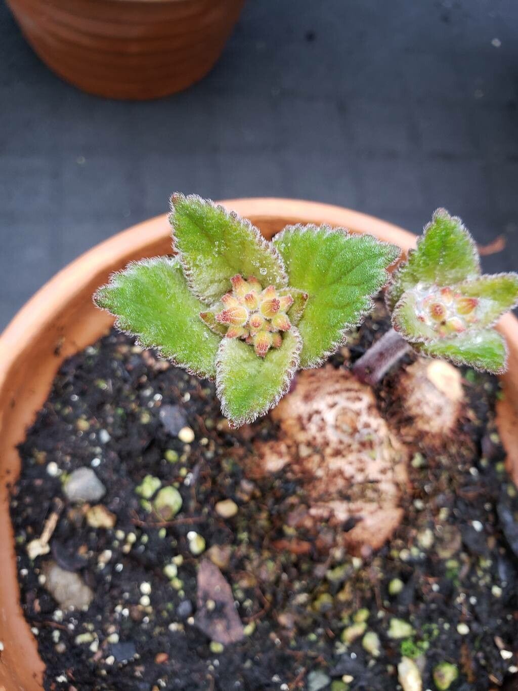 Sinningia ramboi leaf