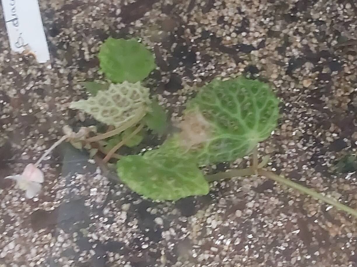 Begonia dracopelta leaf