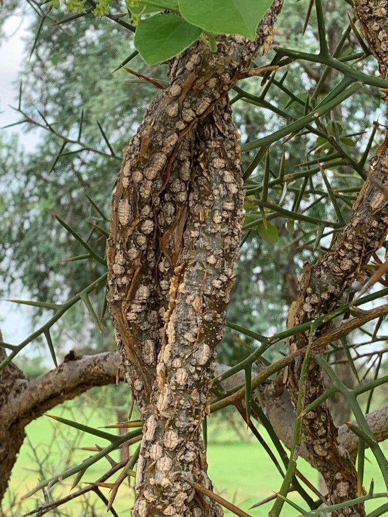 Tinospora bakis bark