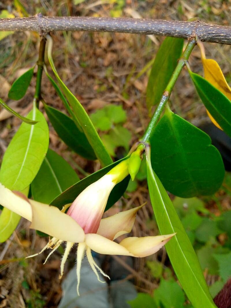 Strophanthus gardeniiflorus flower