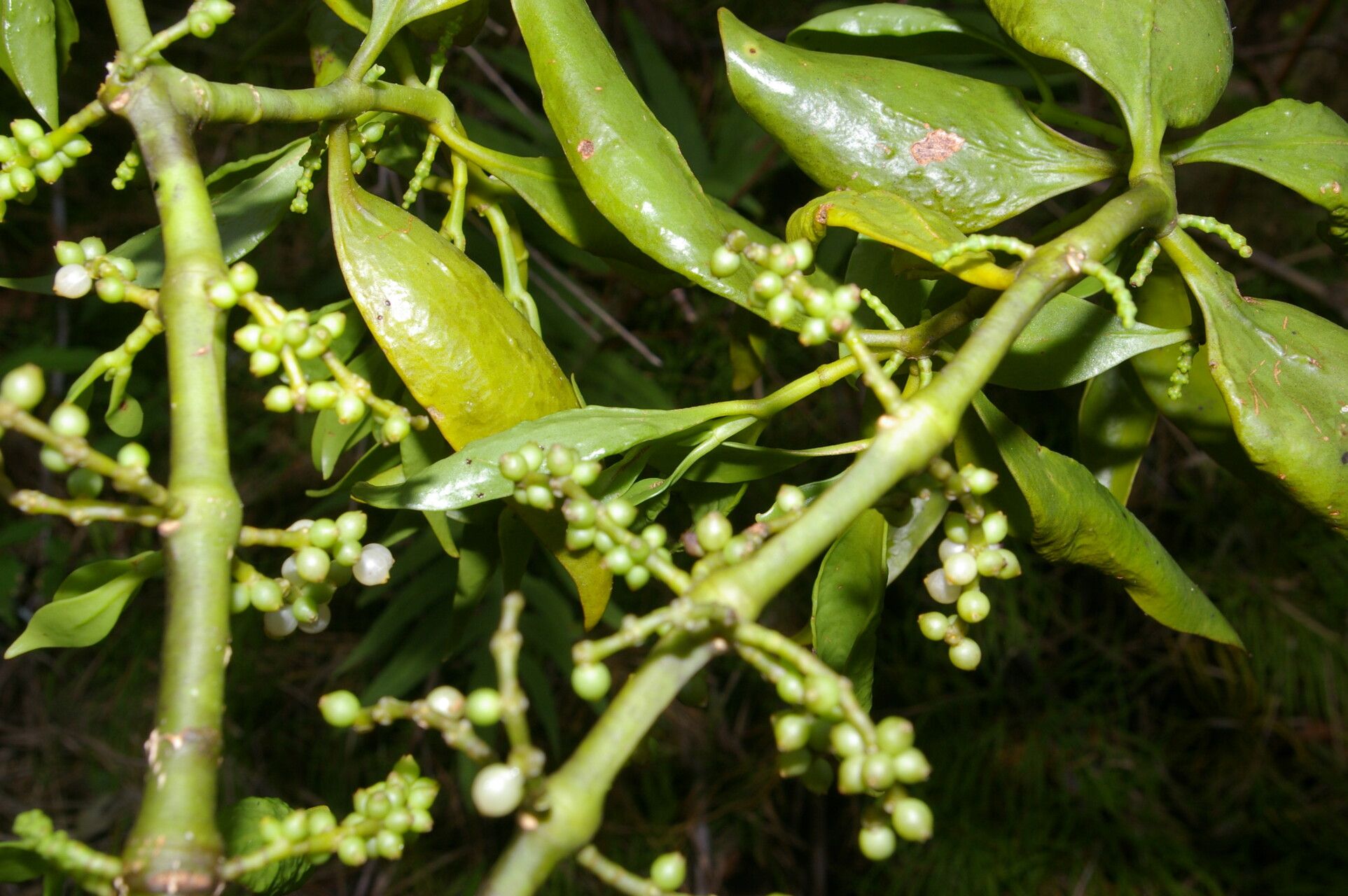 Phoradendron piperoides fruit