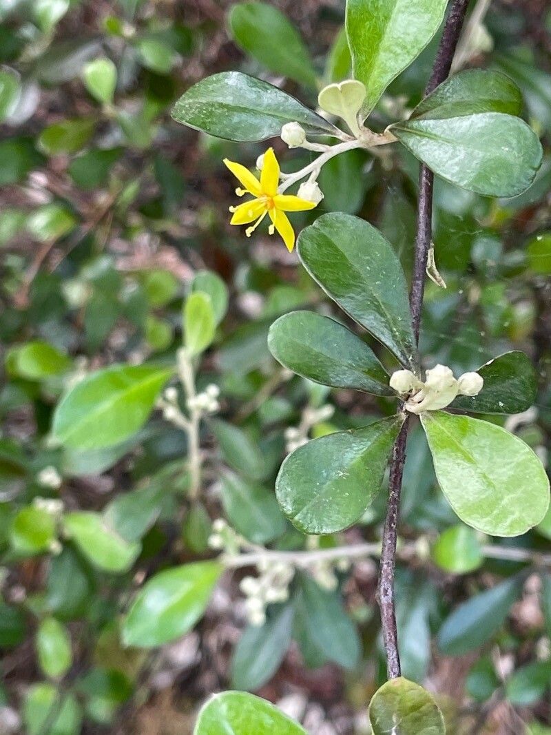 Corokia buddleioides — related species from the same genus