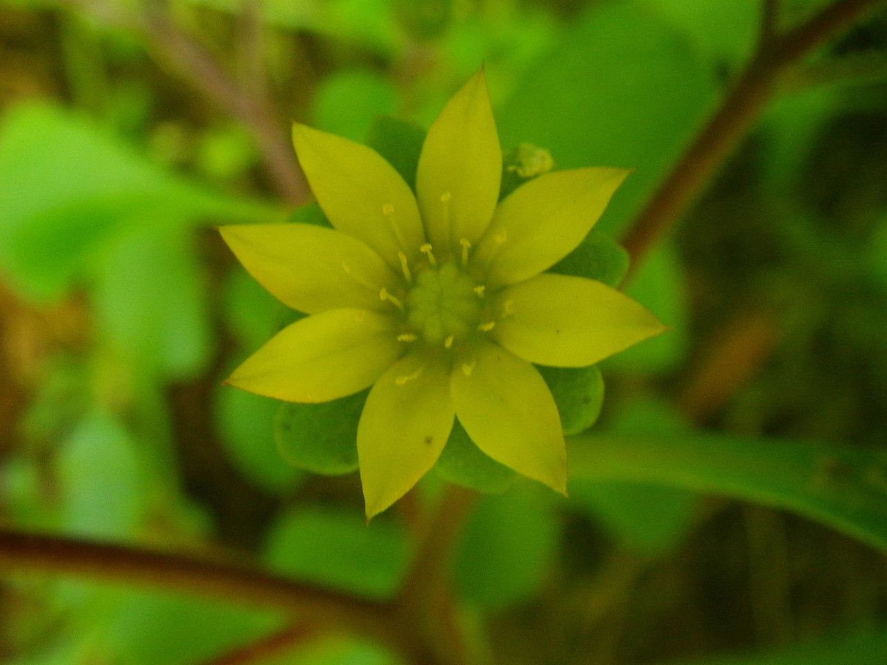 Aichryson punctatum flower