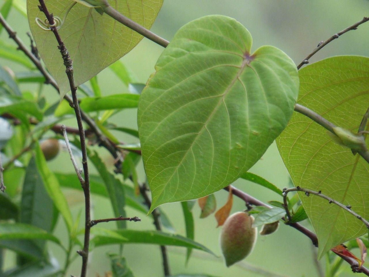 Passiflora ligularis — unique fruits houseplant