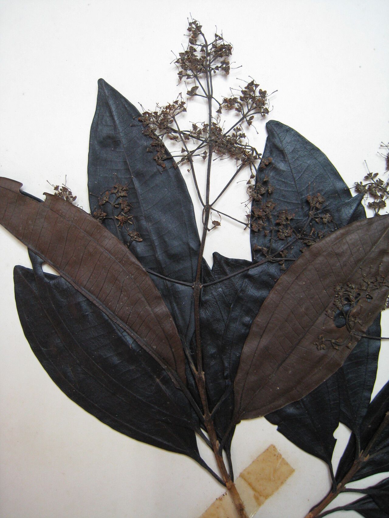 Miconia poeppigii — houseplant care guide