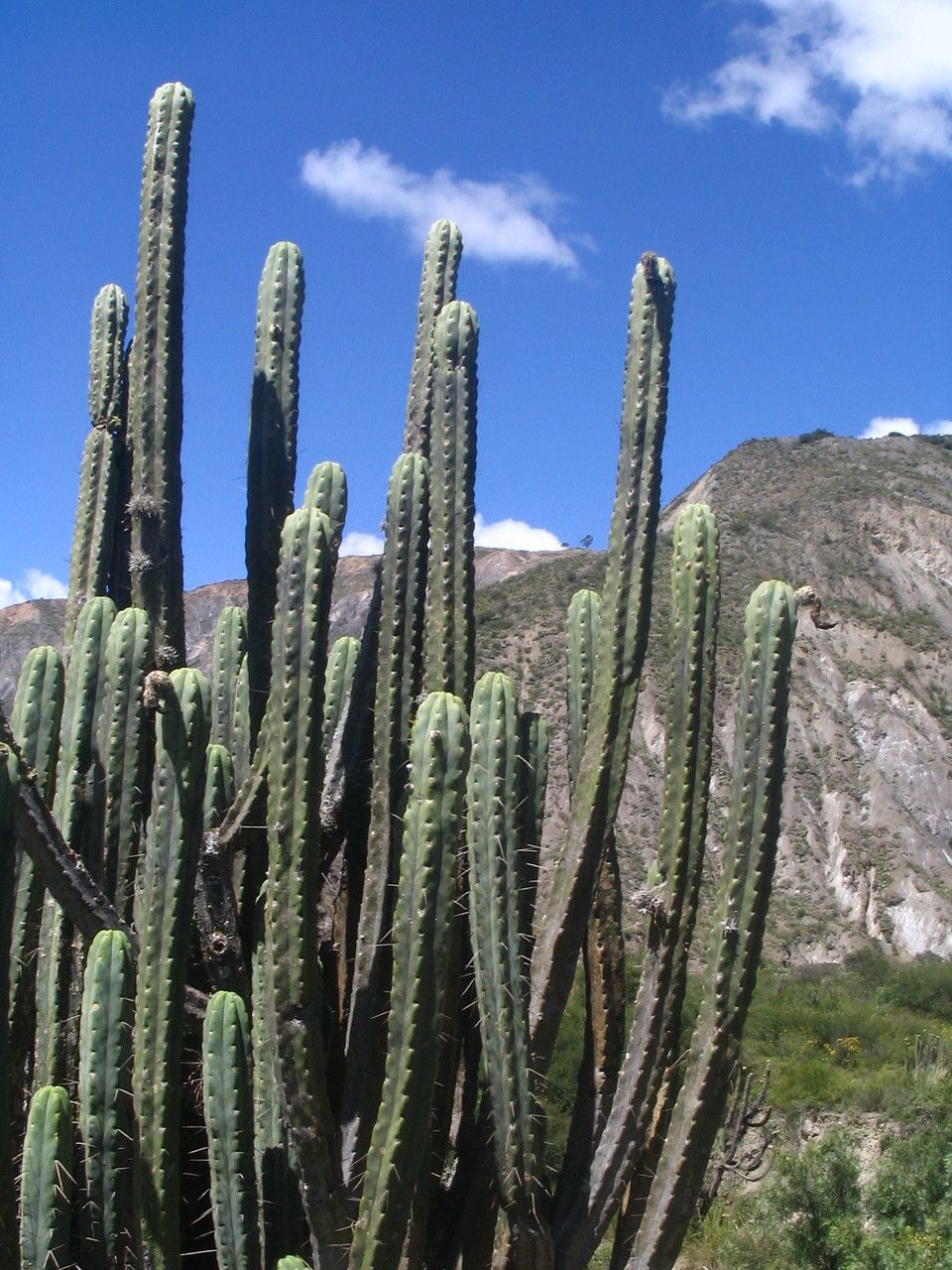 Trichocereus bridgesii habit