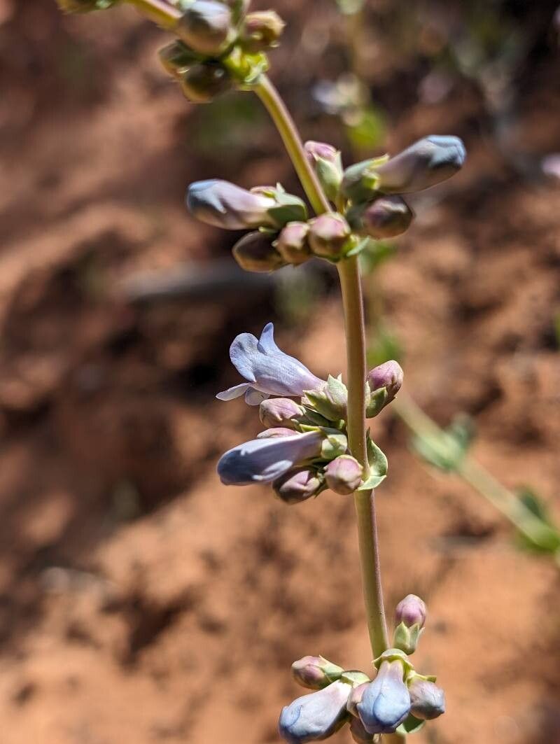 Penstemon lentus flower