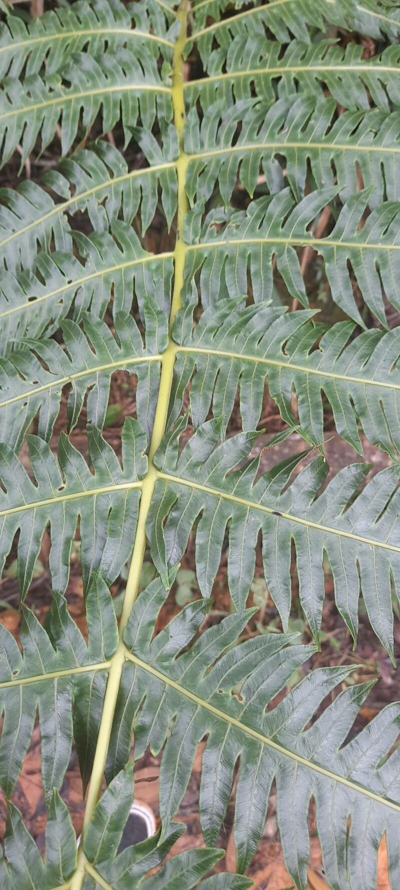 Cyathea horrida leaf