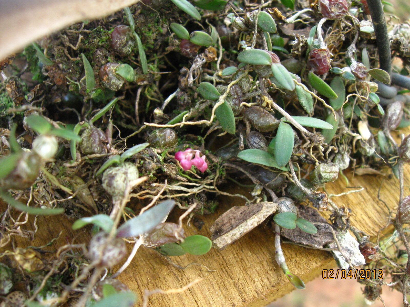 Bulbophyllum sanfordii habit