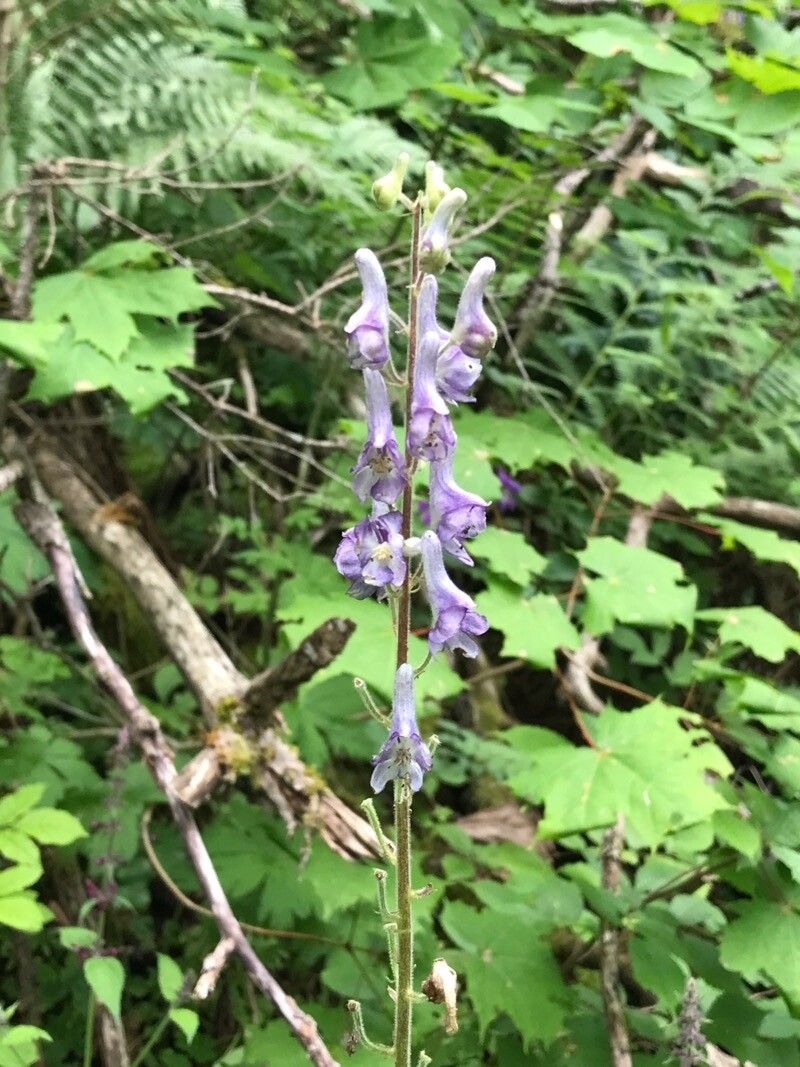 Aconitum x cammarum flower