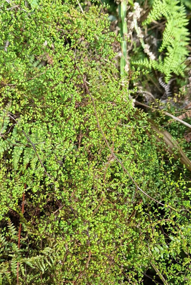 Hemionitis dichotoma habit