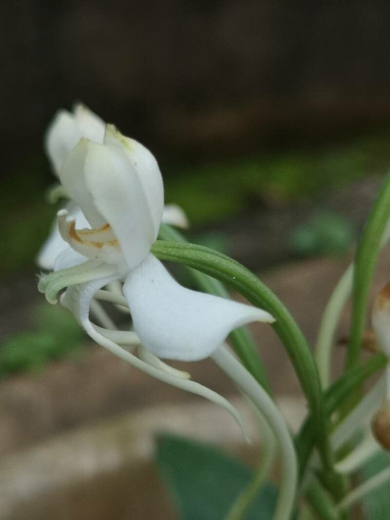 Habenaria procera flower