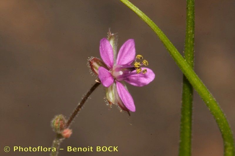 Erodium neuradifolium flower