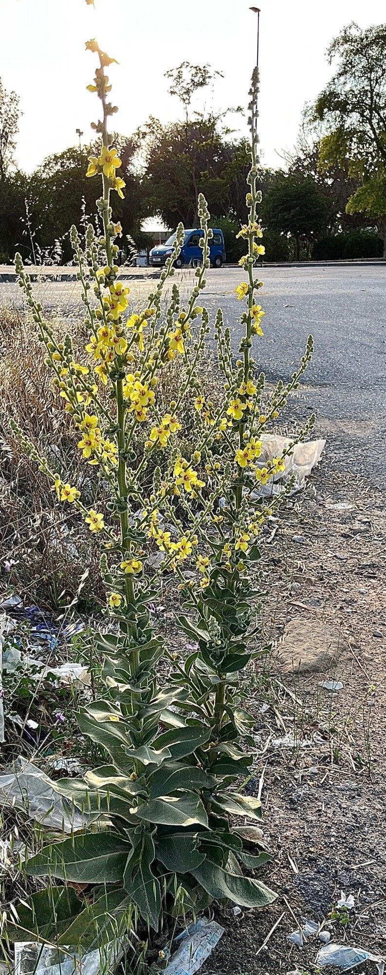 Verbascum dentifolium habit