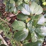 Viburnum odoratissimum