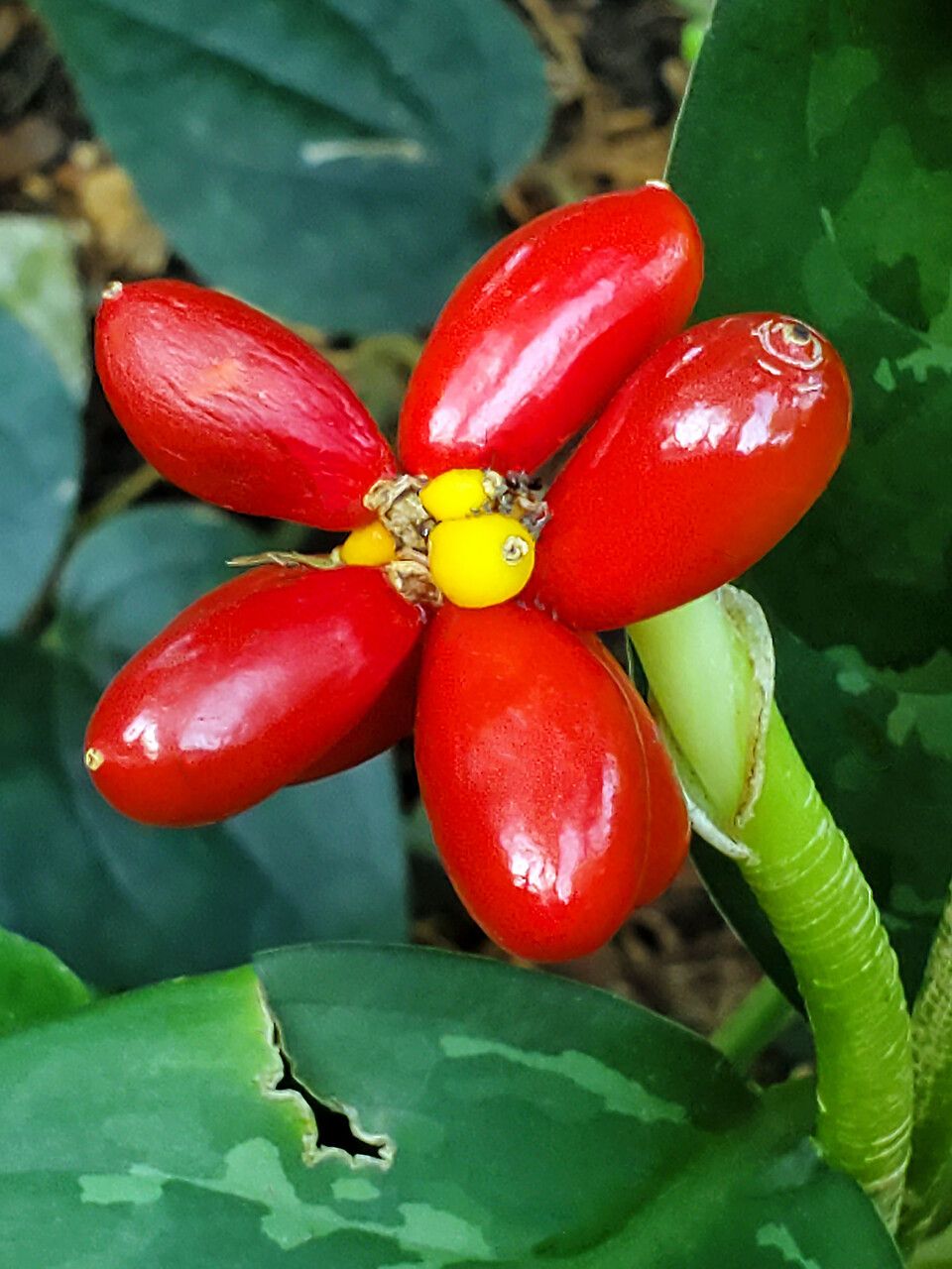 Aglaonema marantifolium fruit