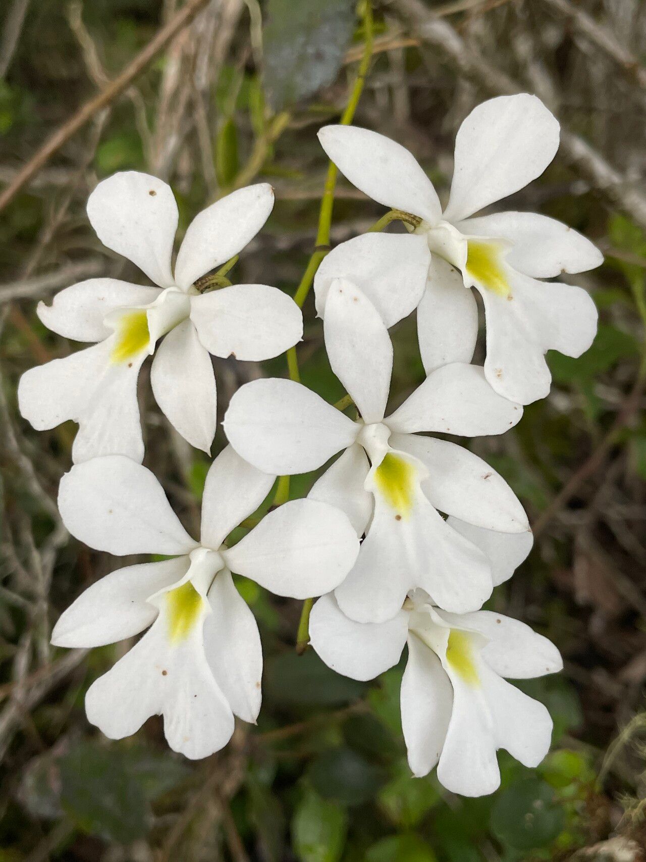 Oeonia volucris — related species from the same genus