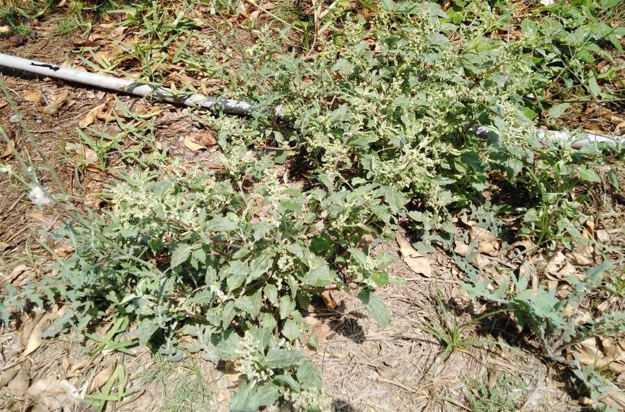 Chenopodiastrum murale