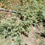 Chenopodiastrum murale