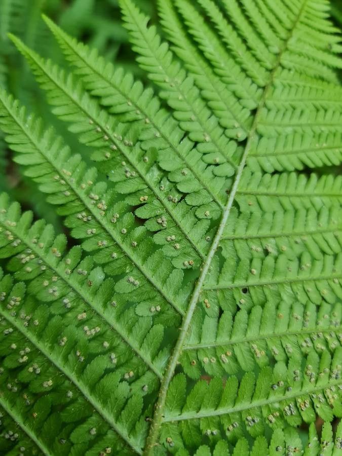 Oreopteris limbosperma fruit