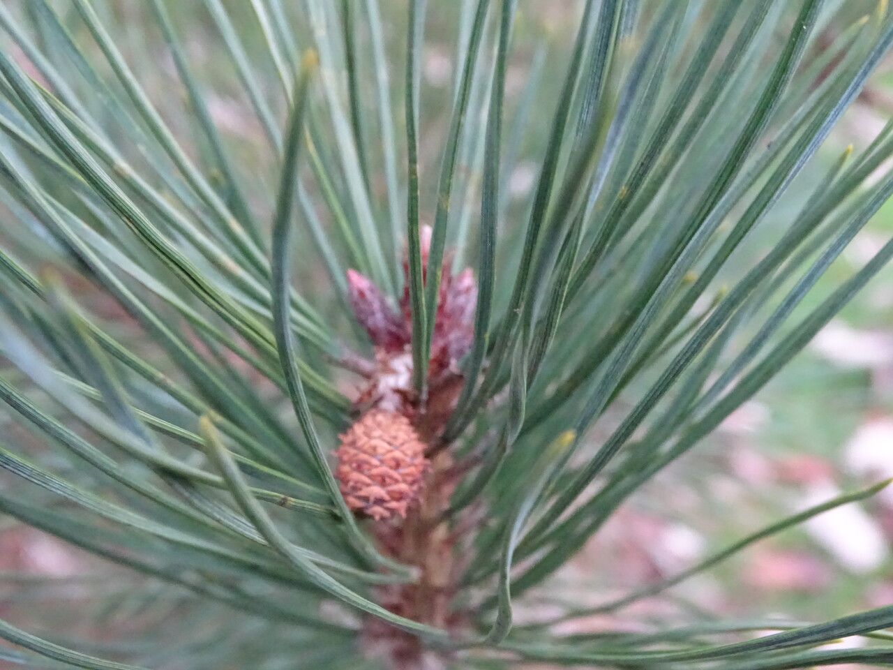 Pinus densiflora fruit