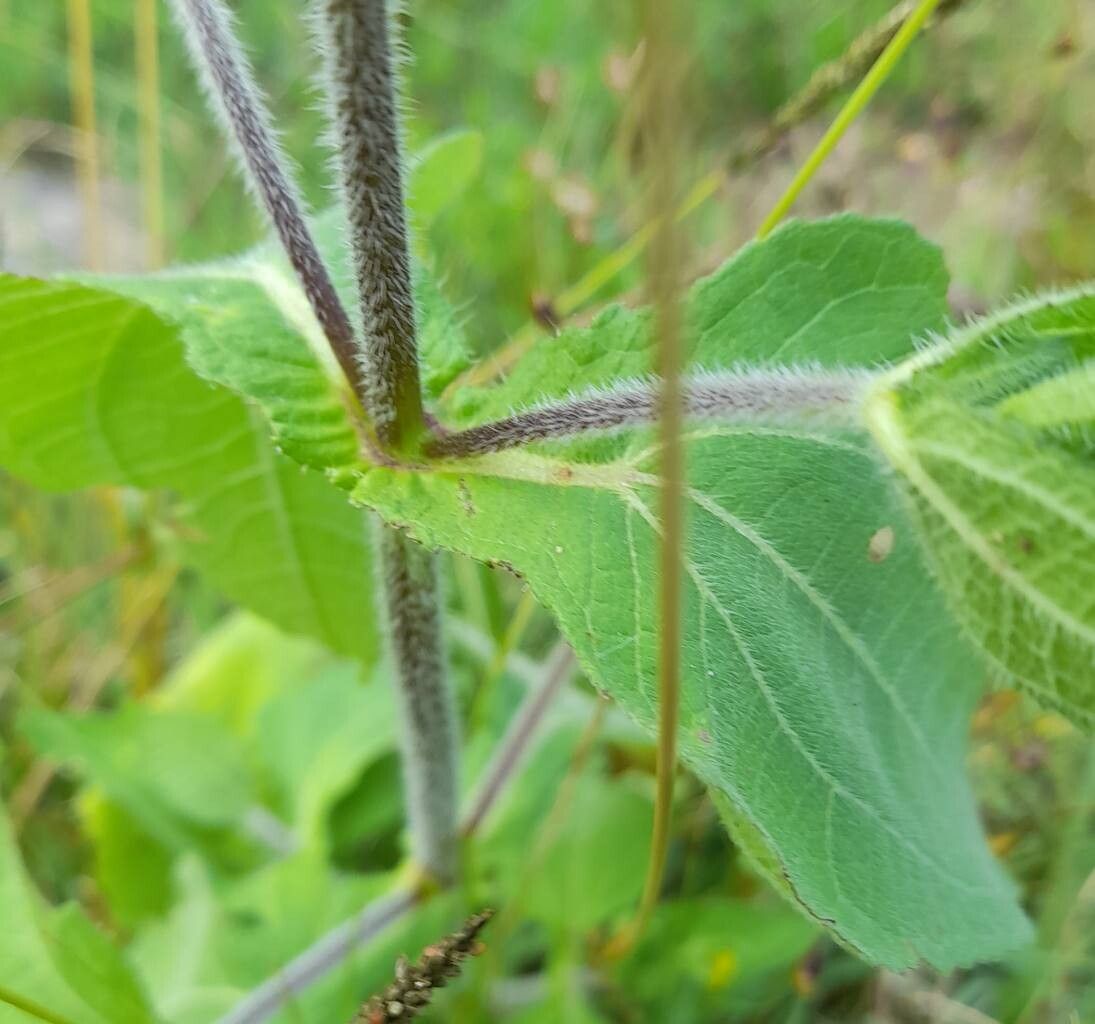 Sigesbeckia serrata — related species from the same genus