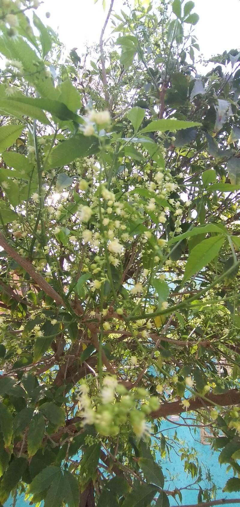 Allophylus edulis flower