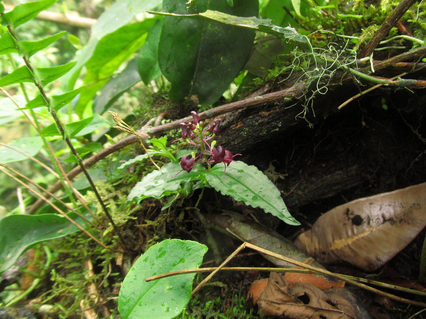Liparis deistelii habit
