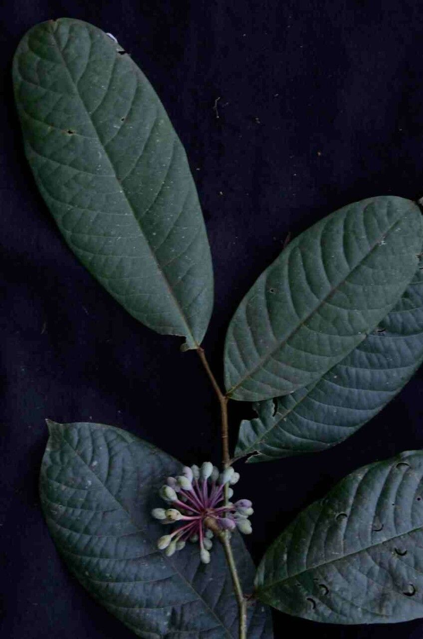 Guatteria ferruginea fruit