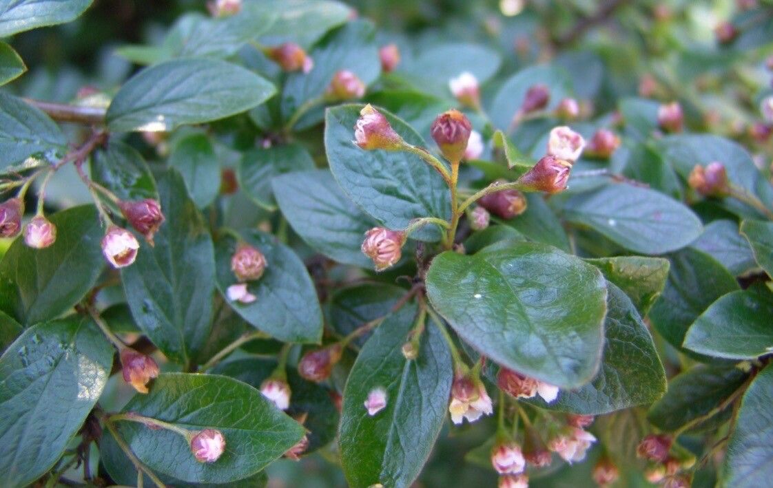 Cotoneaster lucidus flower