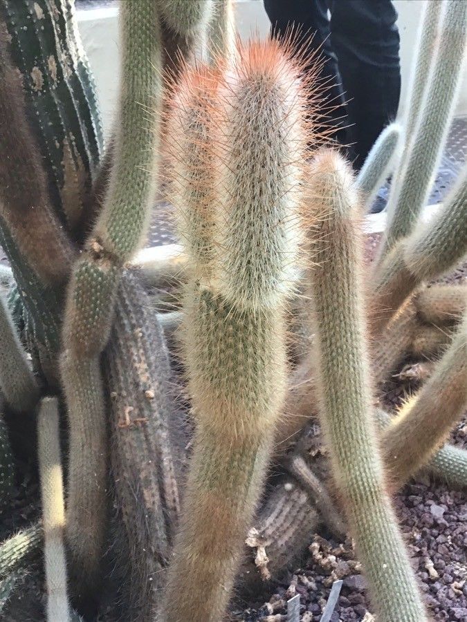 Cleistocactus hyalacanthus leaf