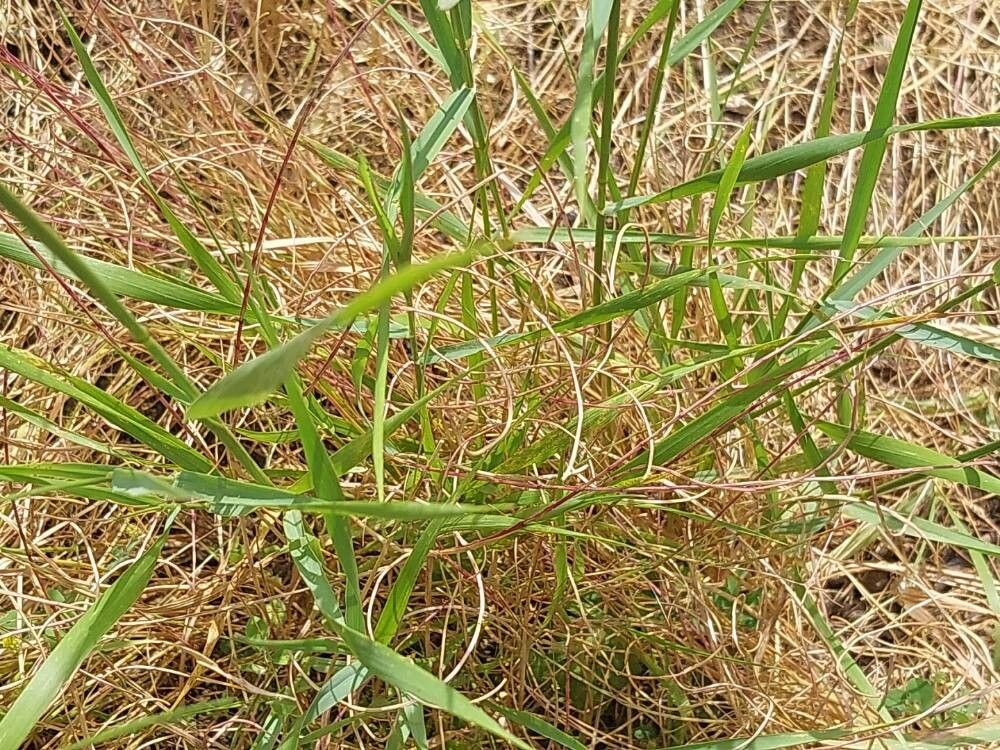 Festuca incurva leaf