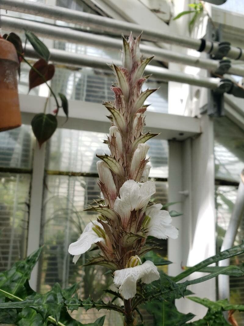 Acanthus montanus flower
