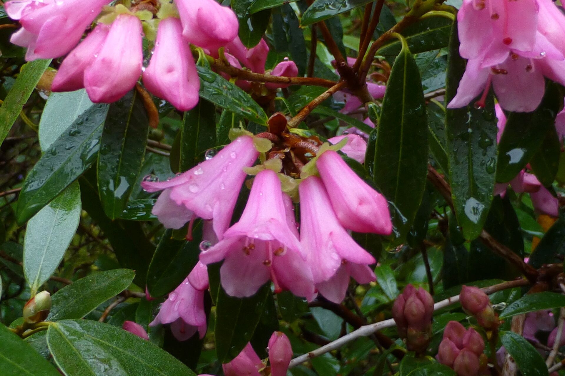Rhododendron tephropeplum flower