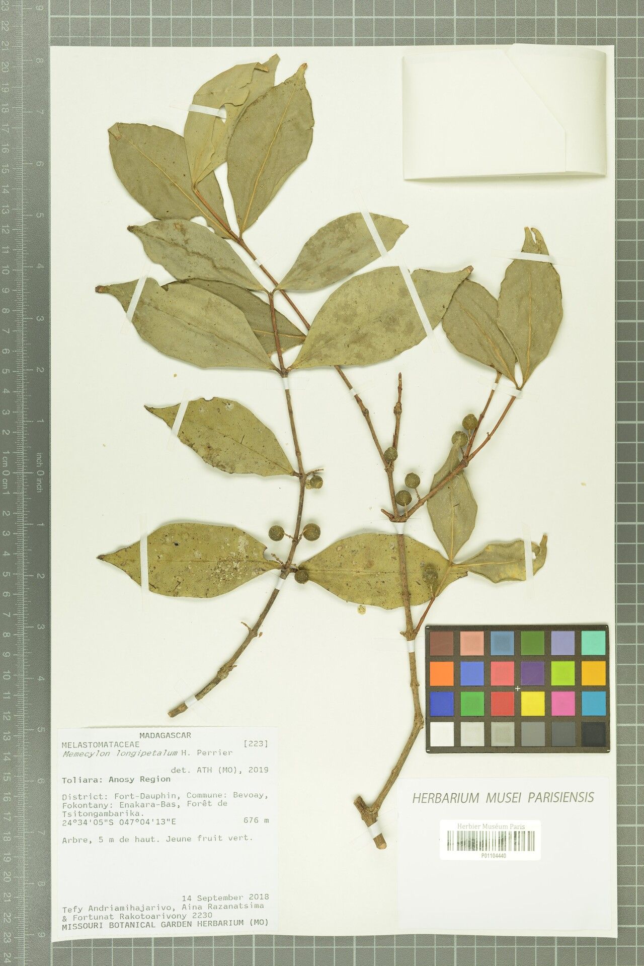 Memecylon longipetalum — houseplant care guide