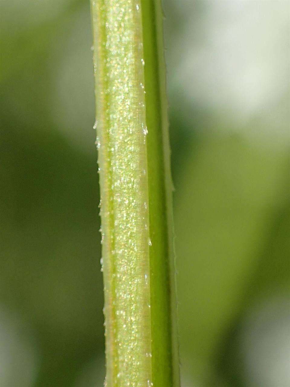 Galium elongatum bark