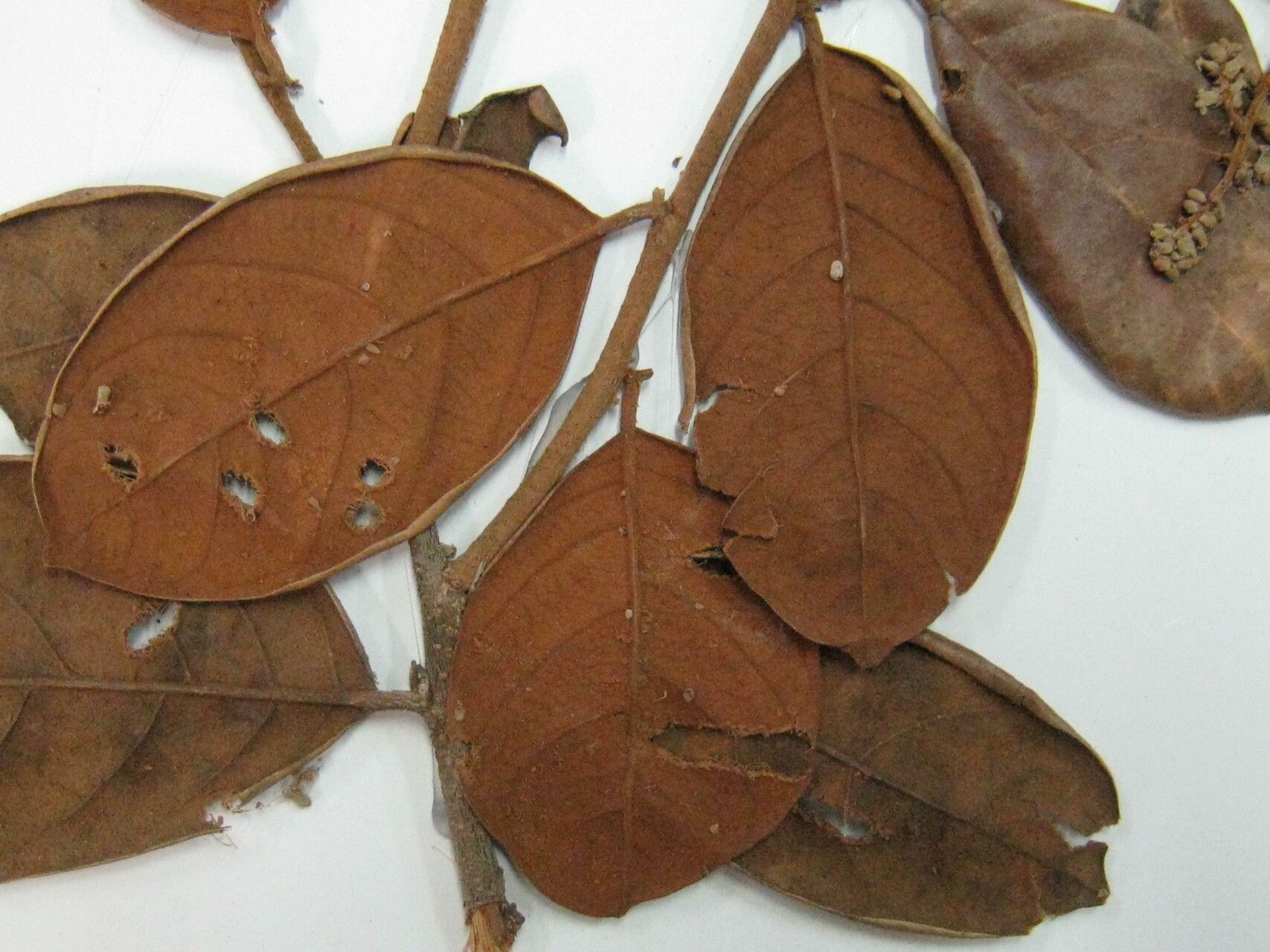 Licania ovalifolia other