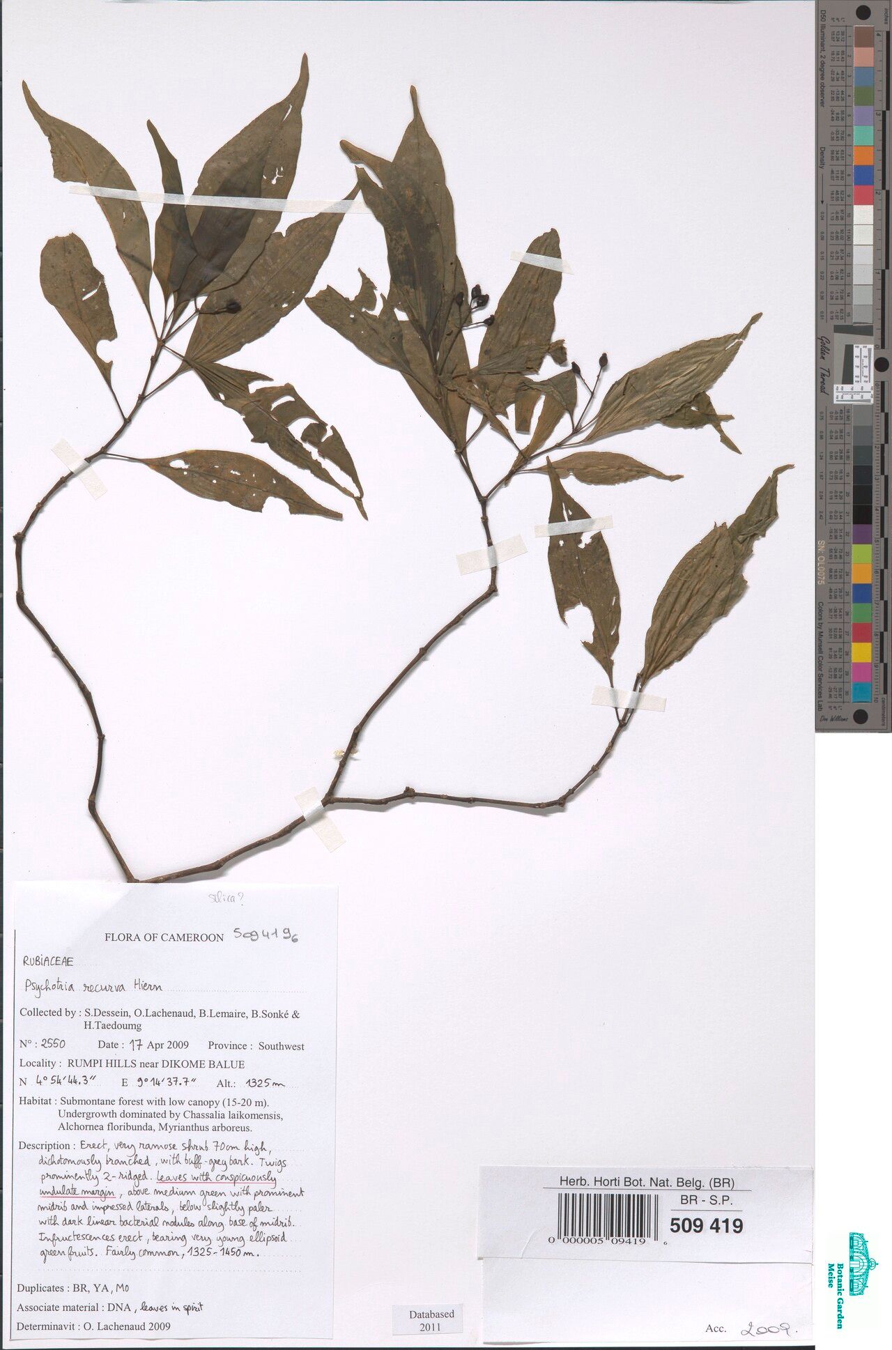 Psychotria recurva — houseplant care guide