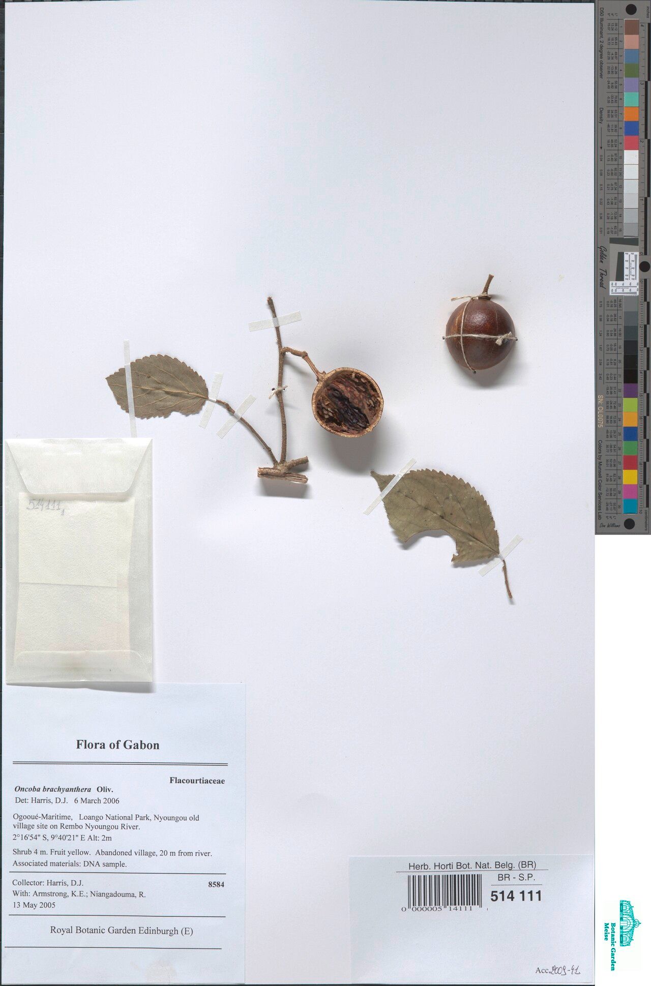 Oncoba brachyanthera — related species from the same genus